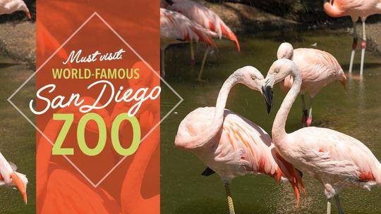 Must Visit: World-Famous San Diego Zoo