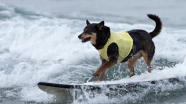 a dog surfing on a wave