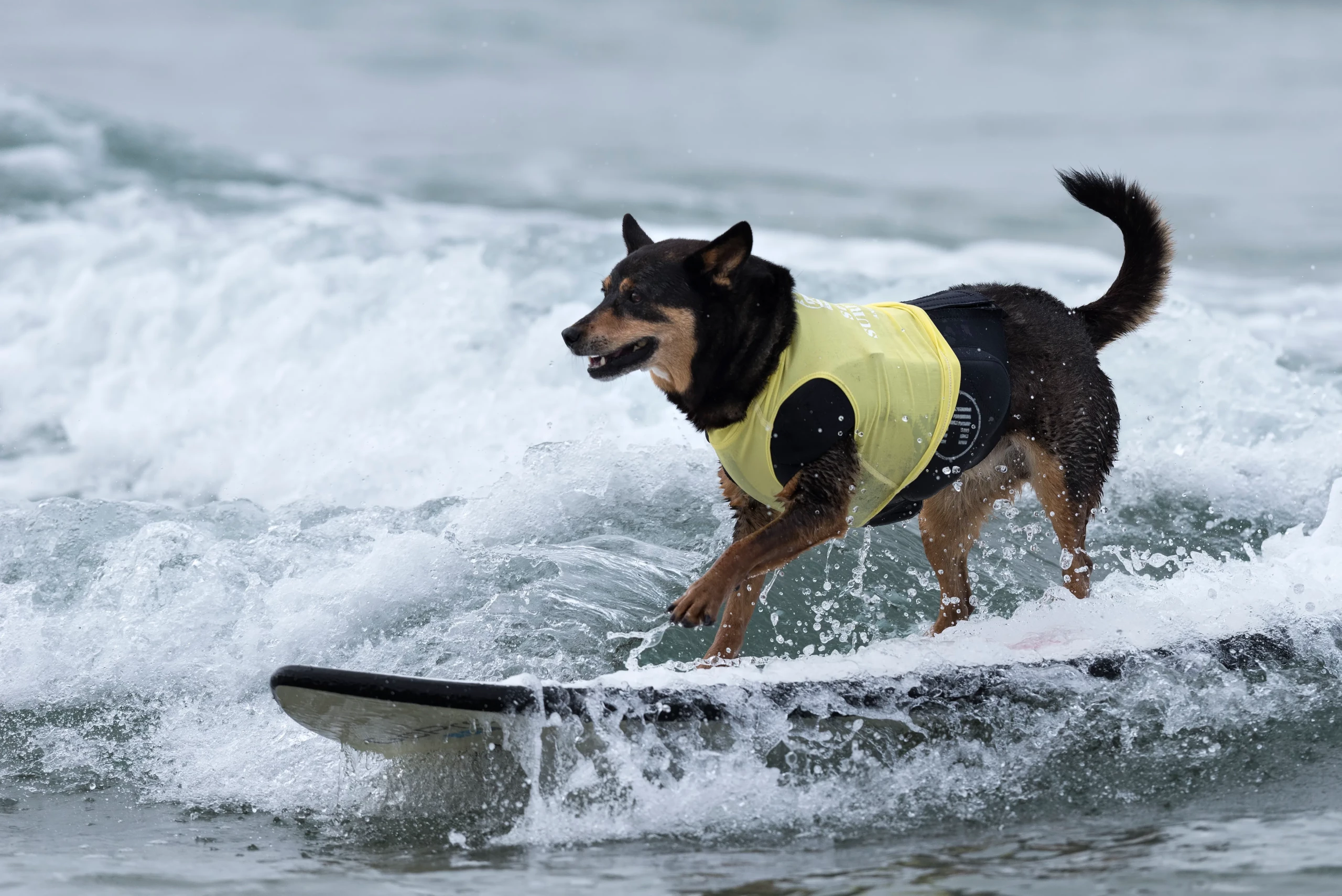 a dog surfing on a wave