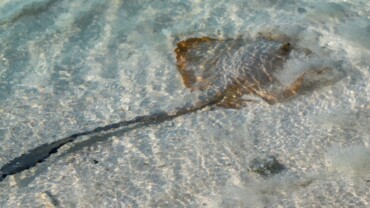 stingray sting