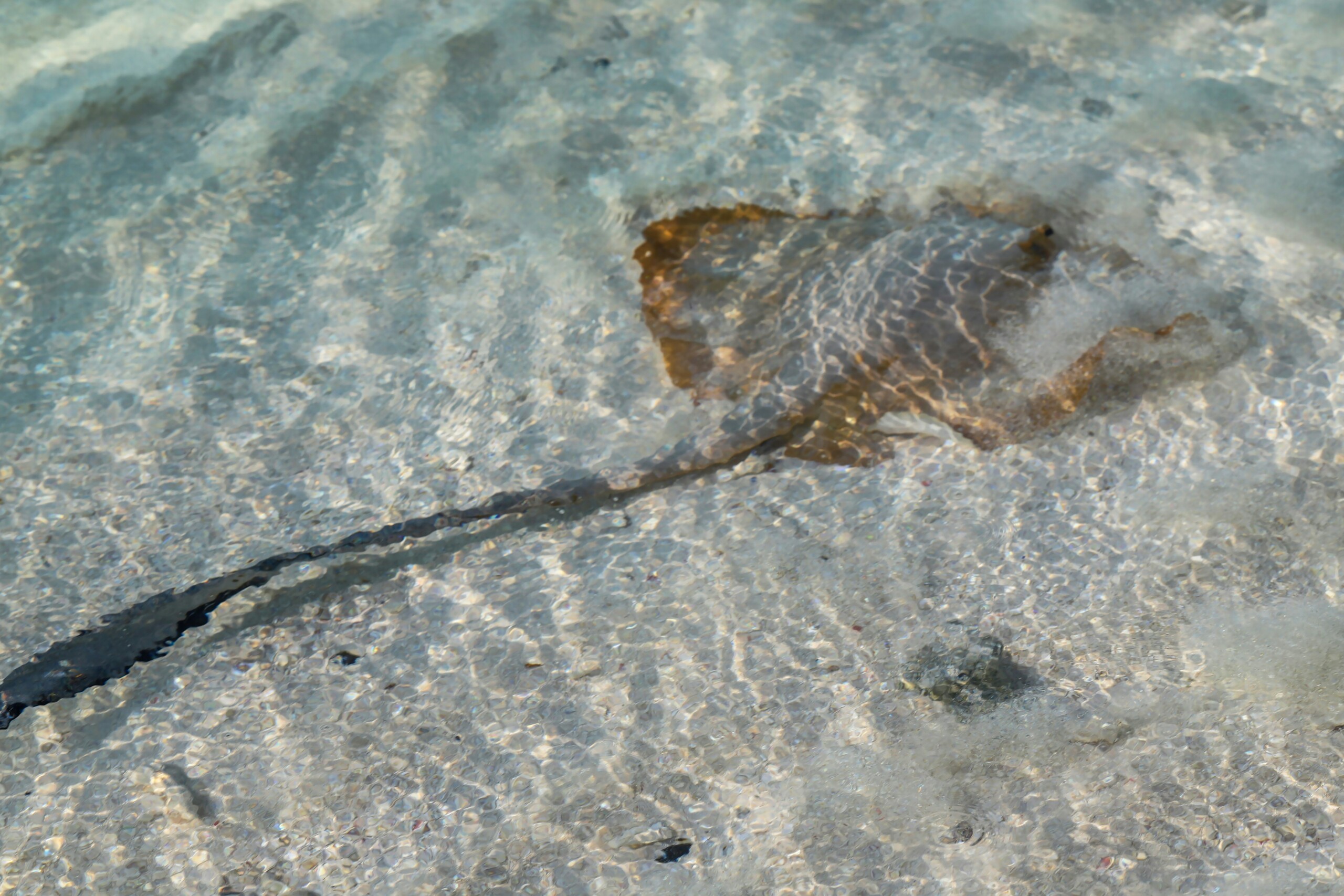 stingray sting