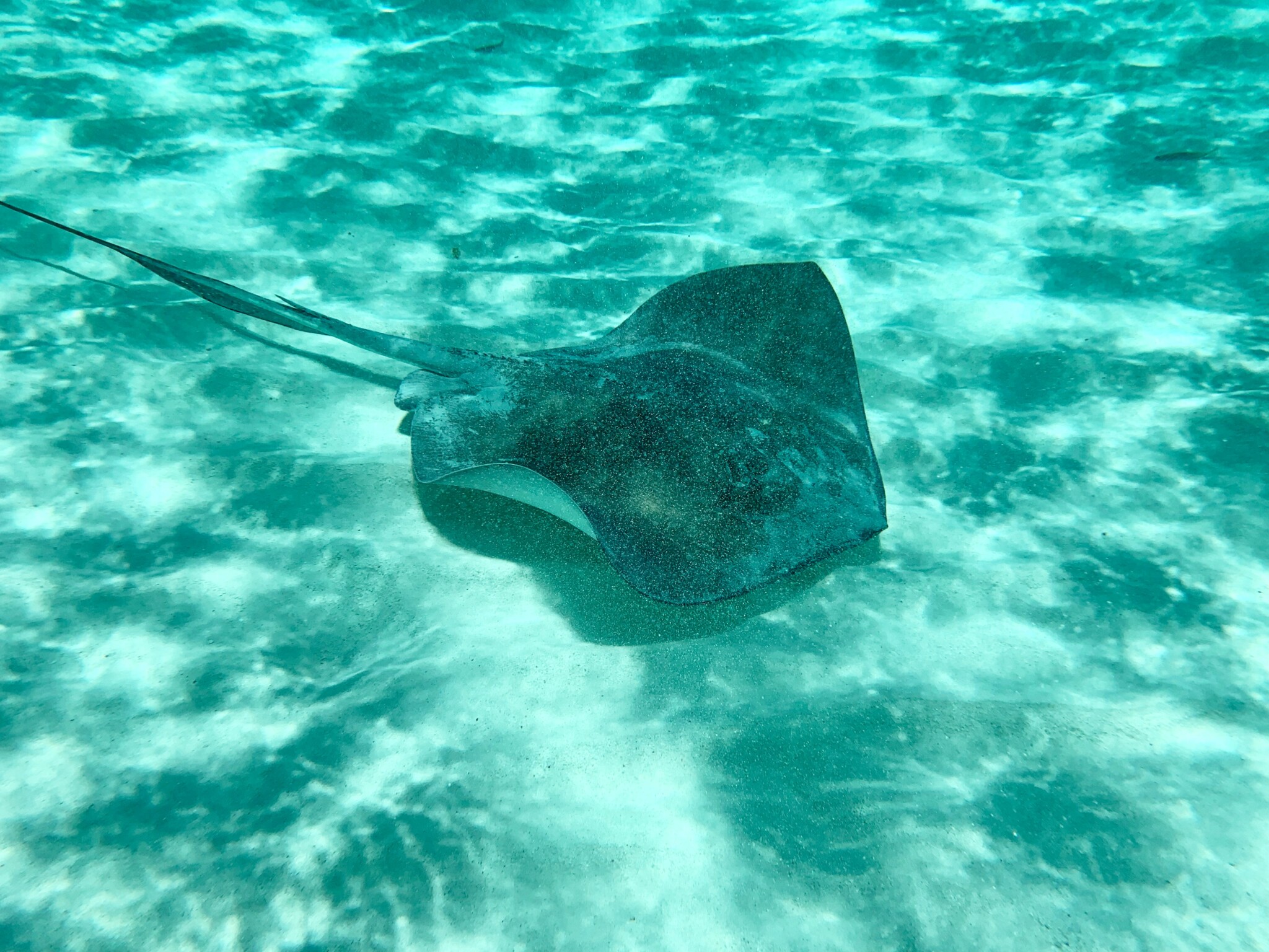Stingray Stings: How to Avoid and Treat Them