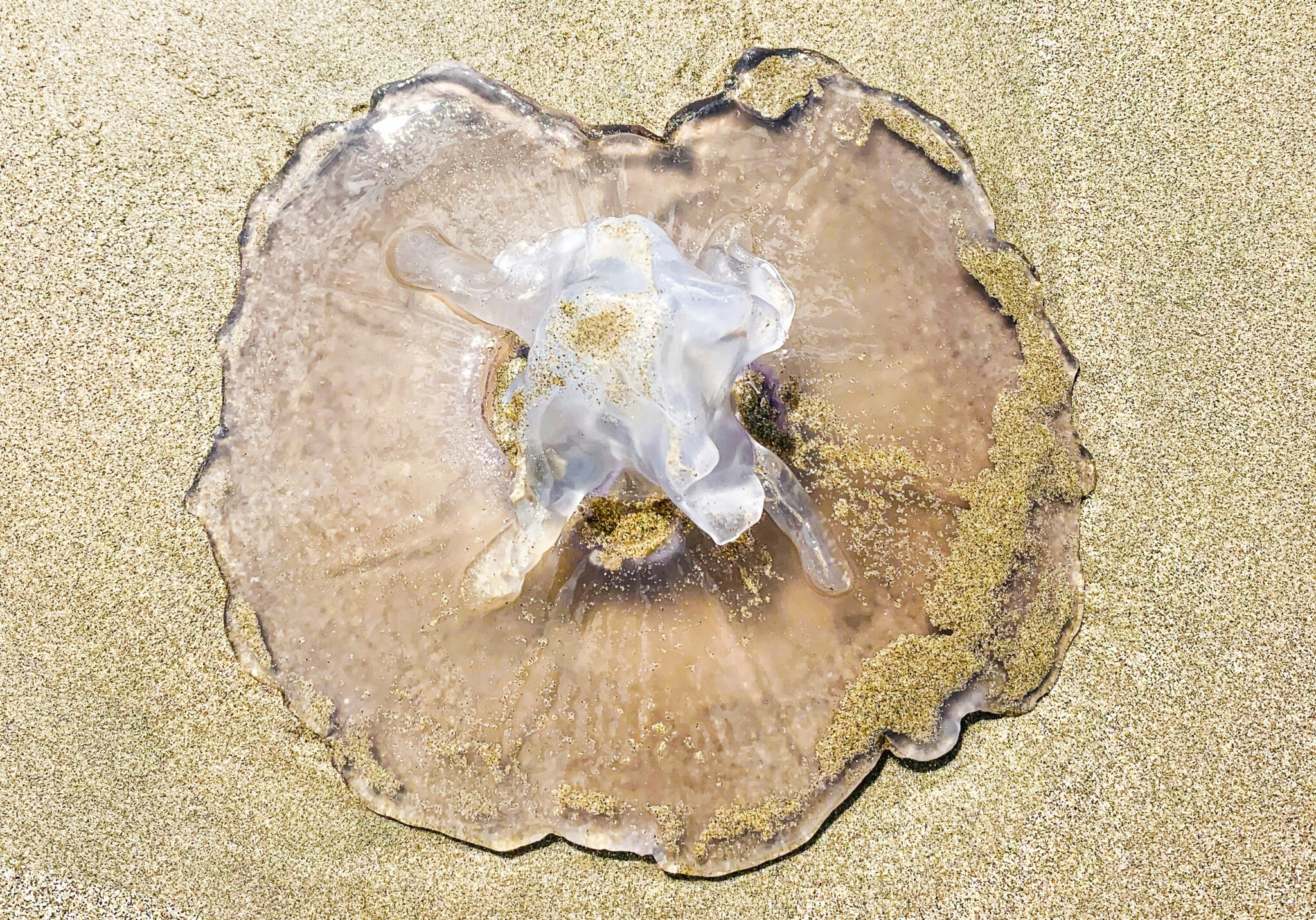 Jellyfish in San Diego: How to Avoid and Treat Stings
